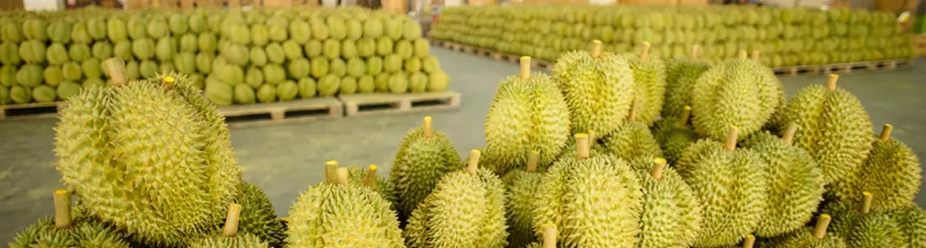 Plantations International durian